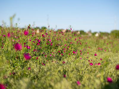  UNT Pollinative Prairie in full bloom and celebrating increased biodiversity thanks to conservation efforts 