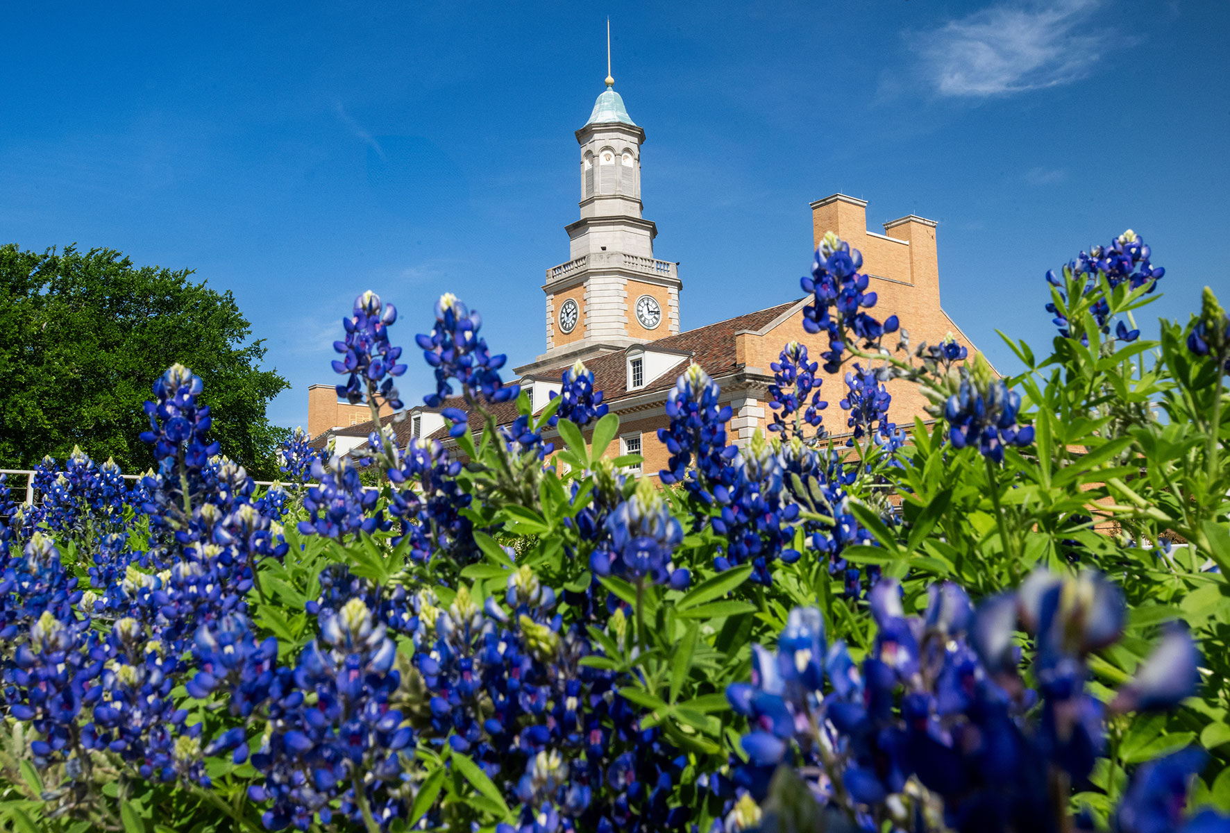 The Hurley Administration Building and clock tower are seen behind a row of bluebonnet flowers.