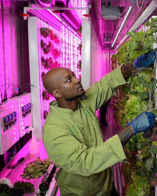 A worker at indoor lettuce farm