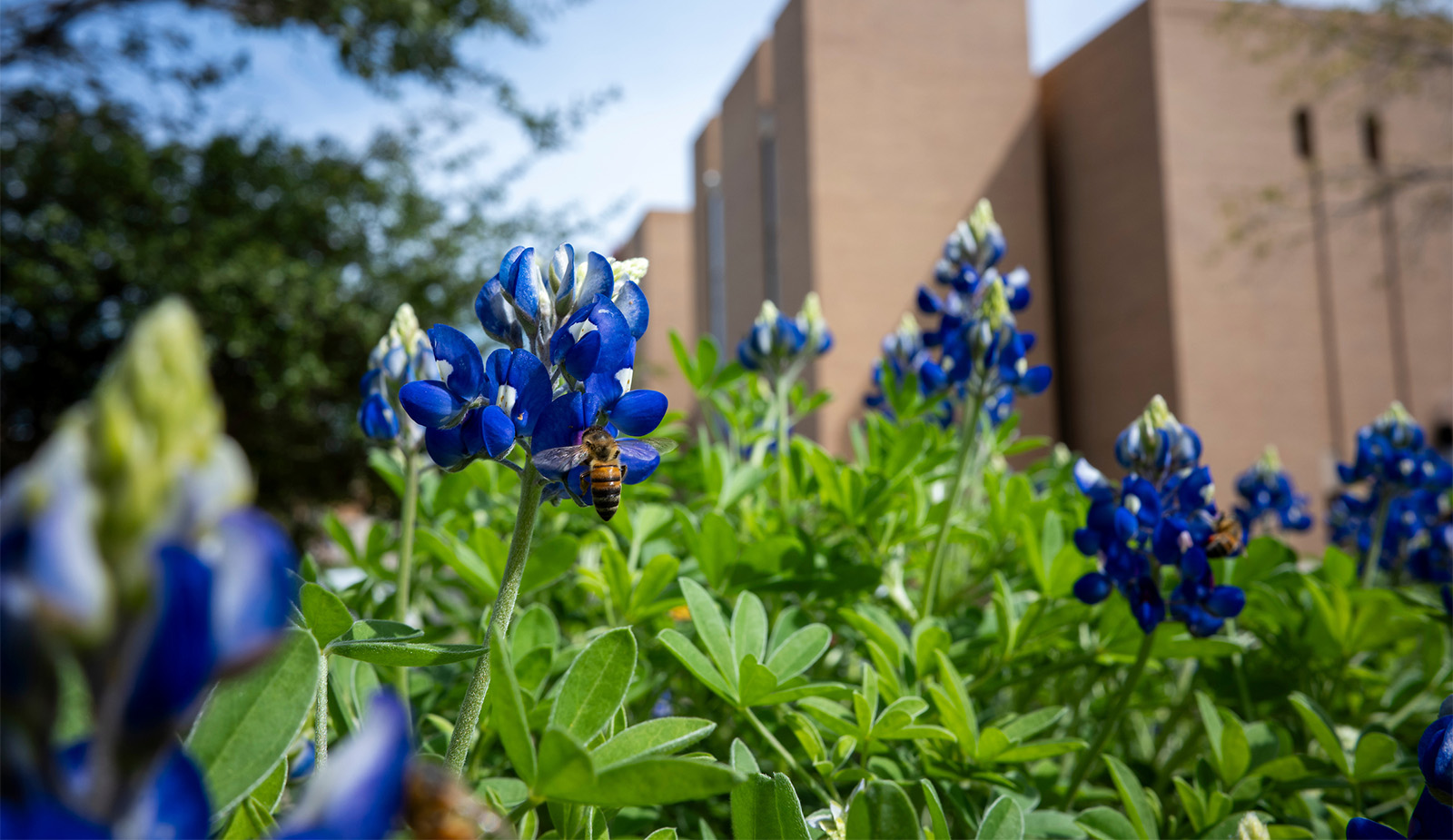 Bees sitting on a flower on campus