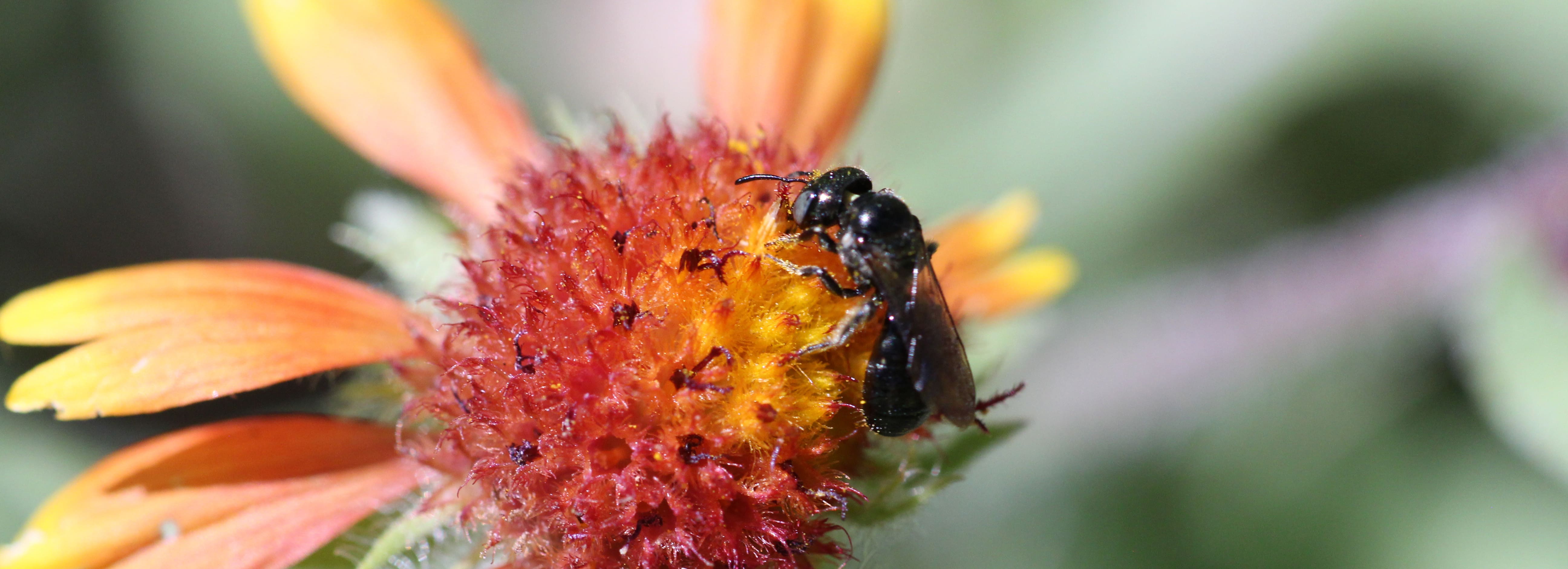 a carpenter bee resting on a flowerbud