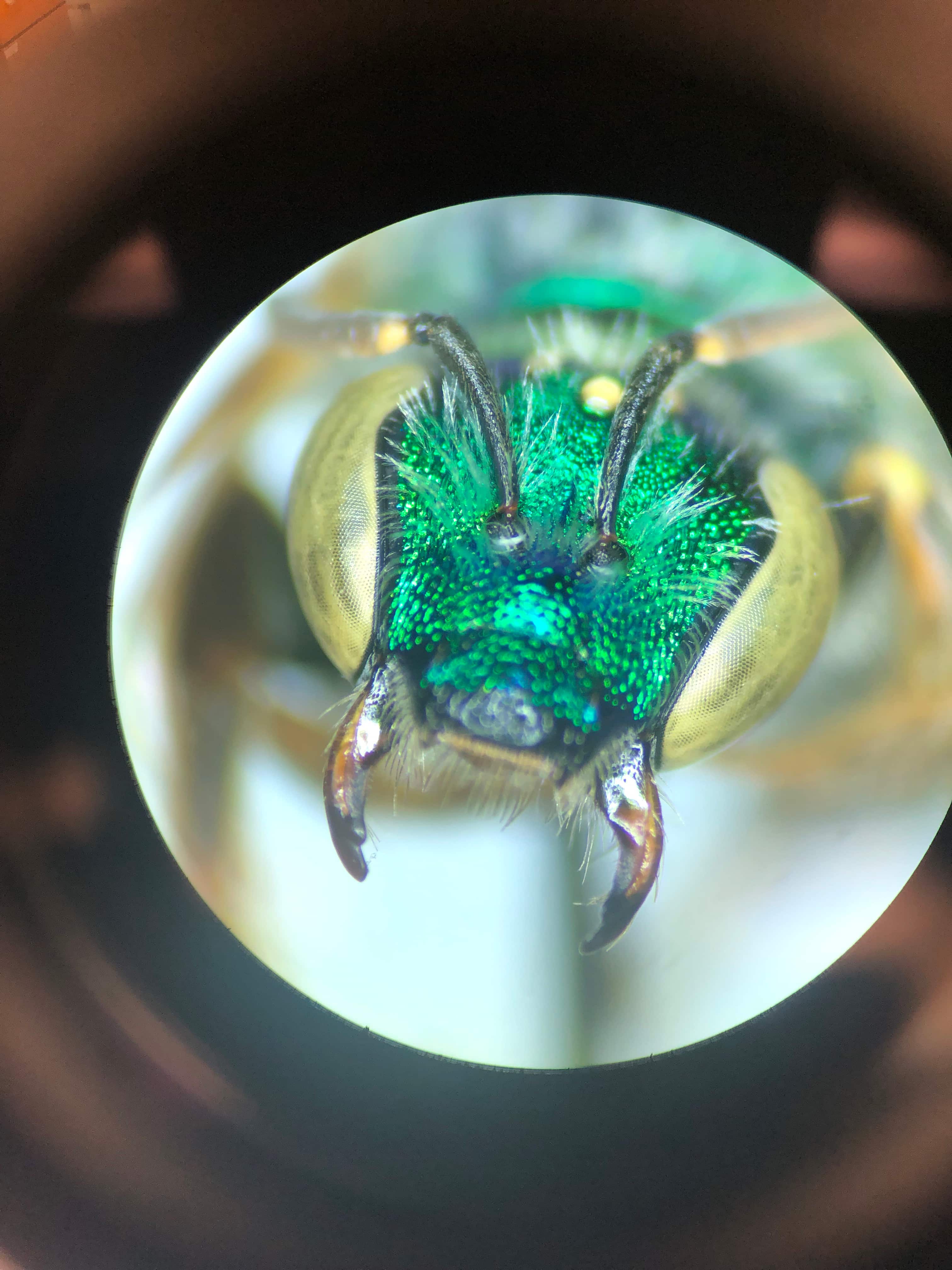 Most Texas native bees, like the sweat bee, use their mandibles to dig in the ground