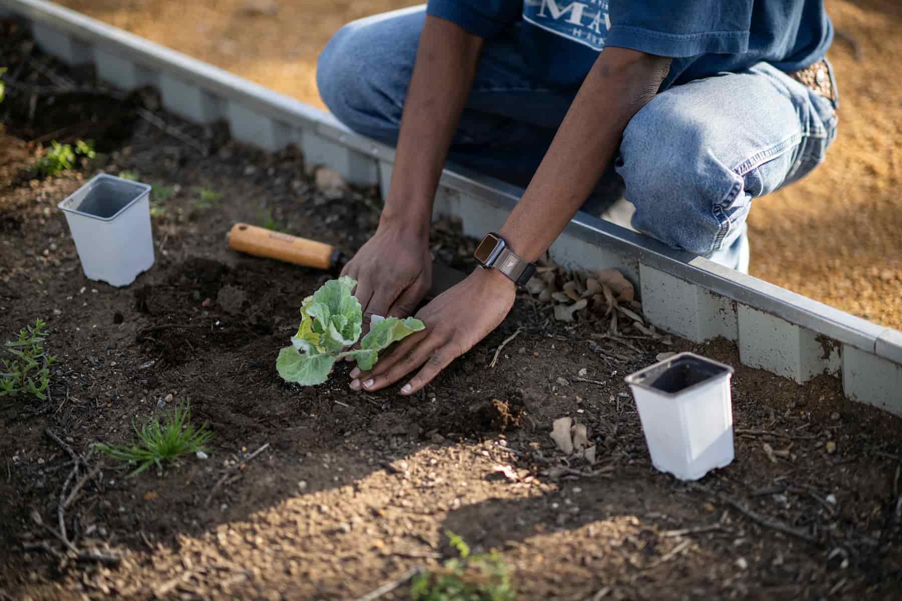 UNT Community Garden grand opening workday
