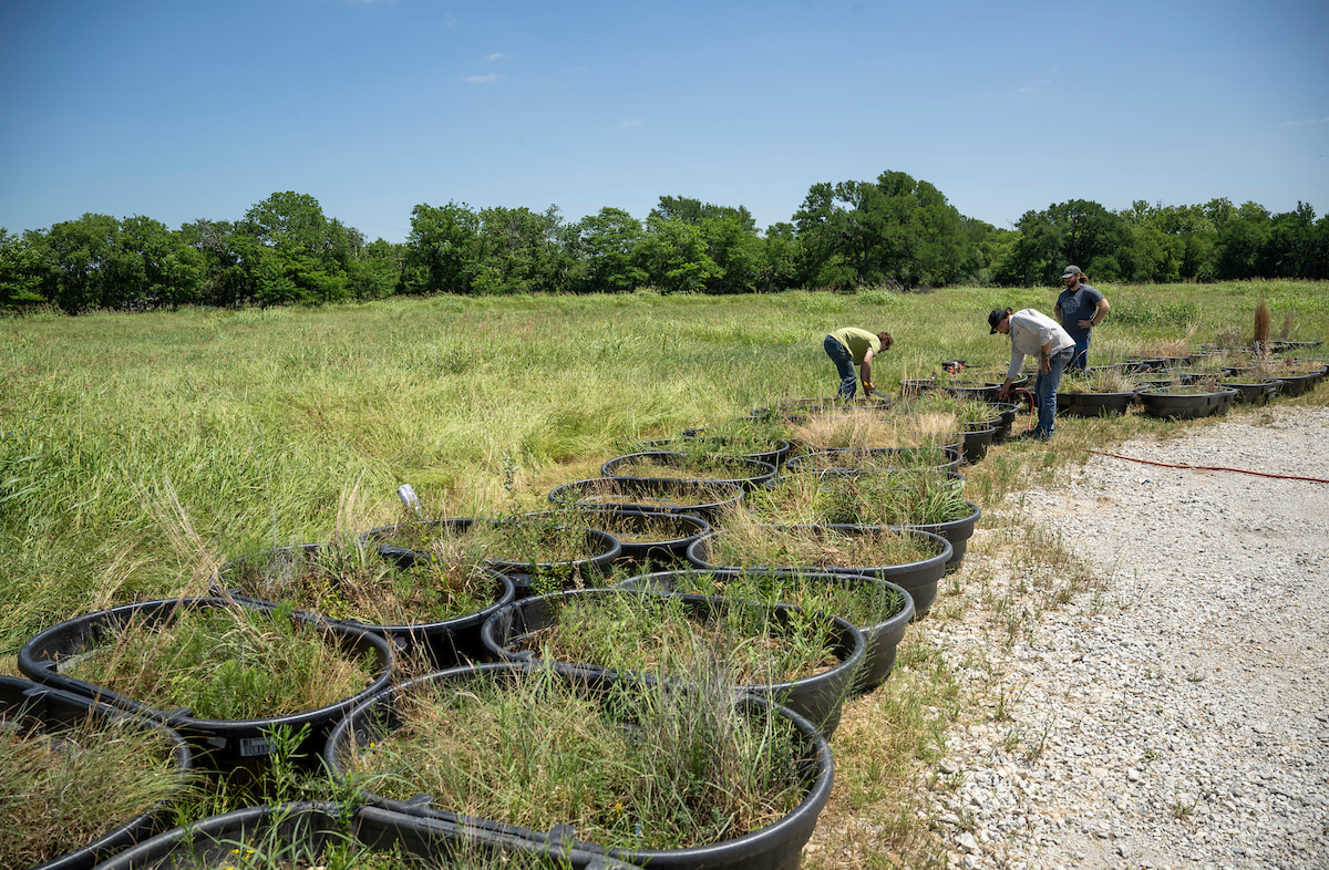 A long line of black plastic tubs full of native grasses. Three people work on one in the background.