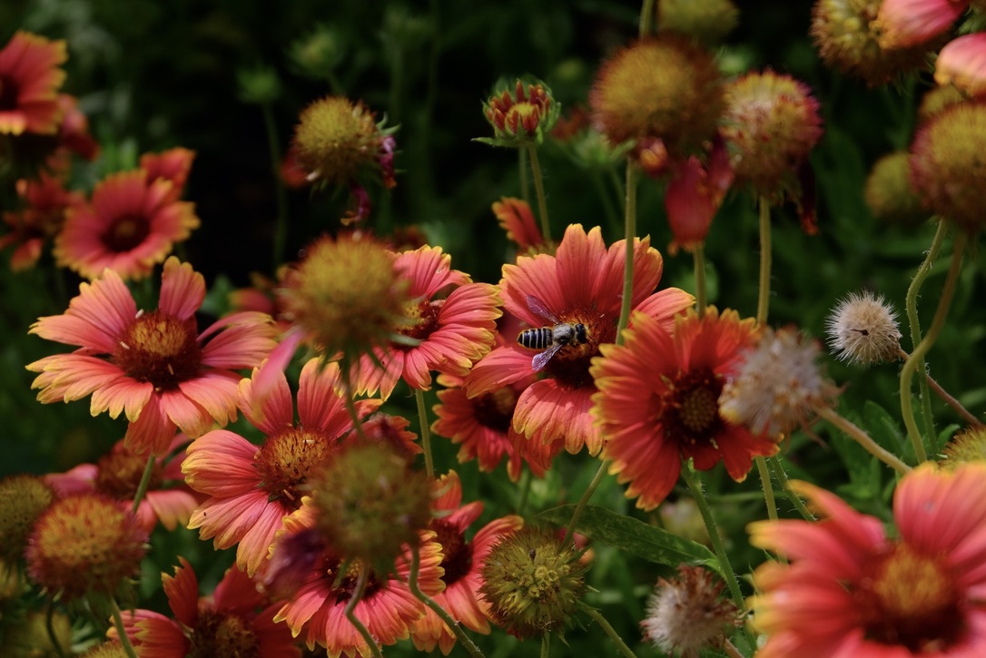 A photo of a bee among red flowers