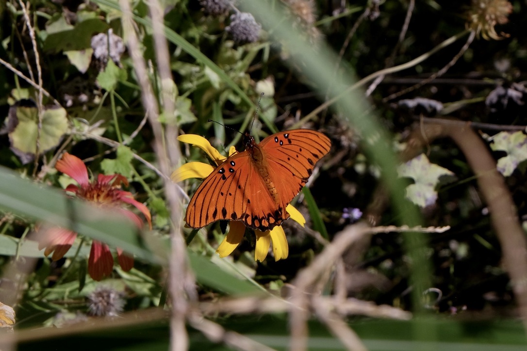 An orange butterfly resting on a yellow flower