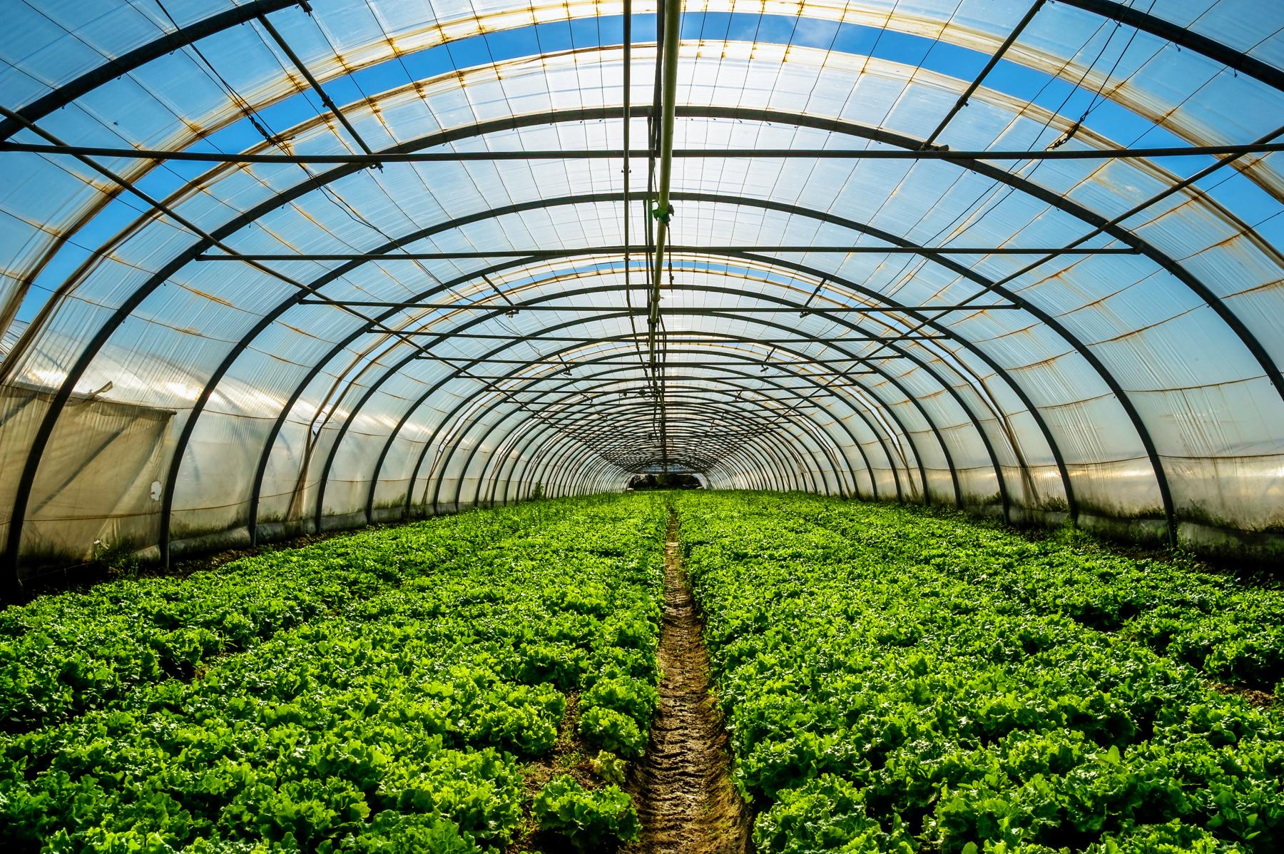 Stock photo of rows of plants in a greenhouse