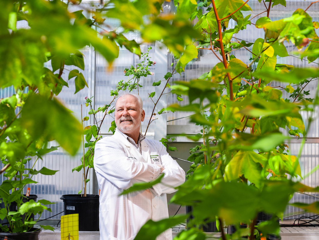 Kent Champman stands in a greenhouse surrounded by tall cotton plants