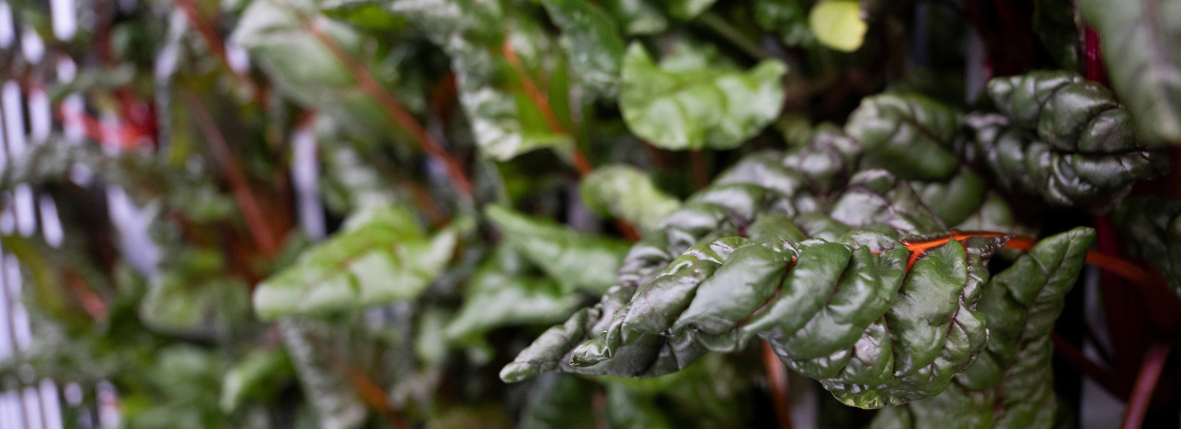 a close up of kale grown in the Mean Green Acres hydroponic farm