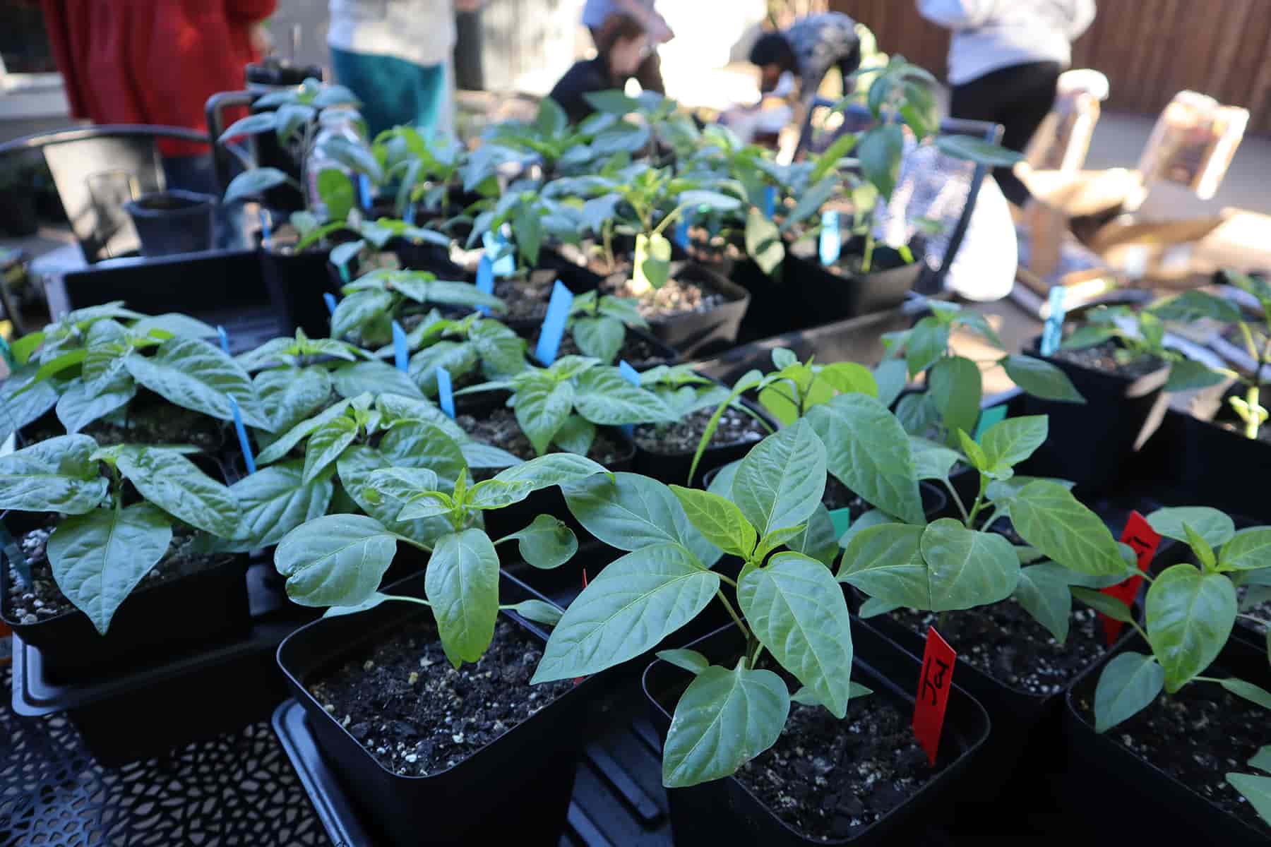 Seedlings planted by MAPP participants