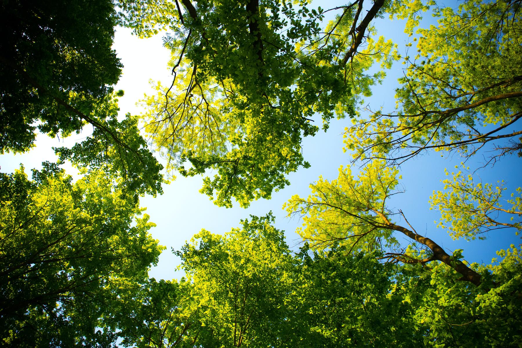 Looking at the sky through tree branches