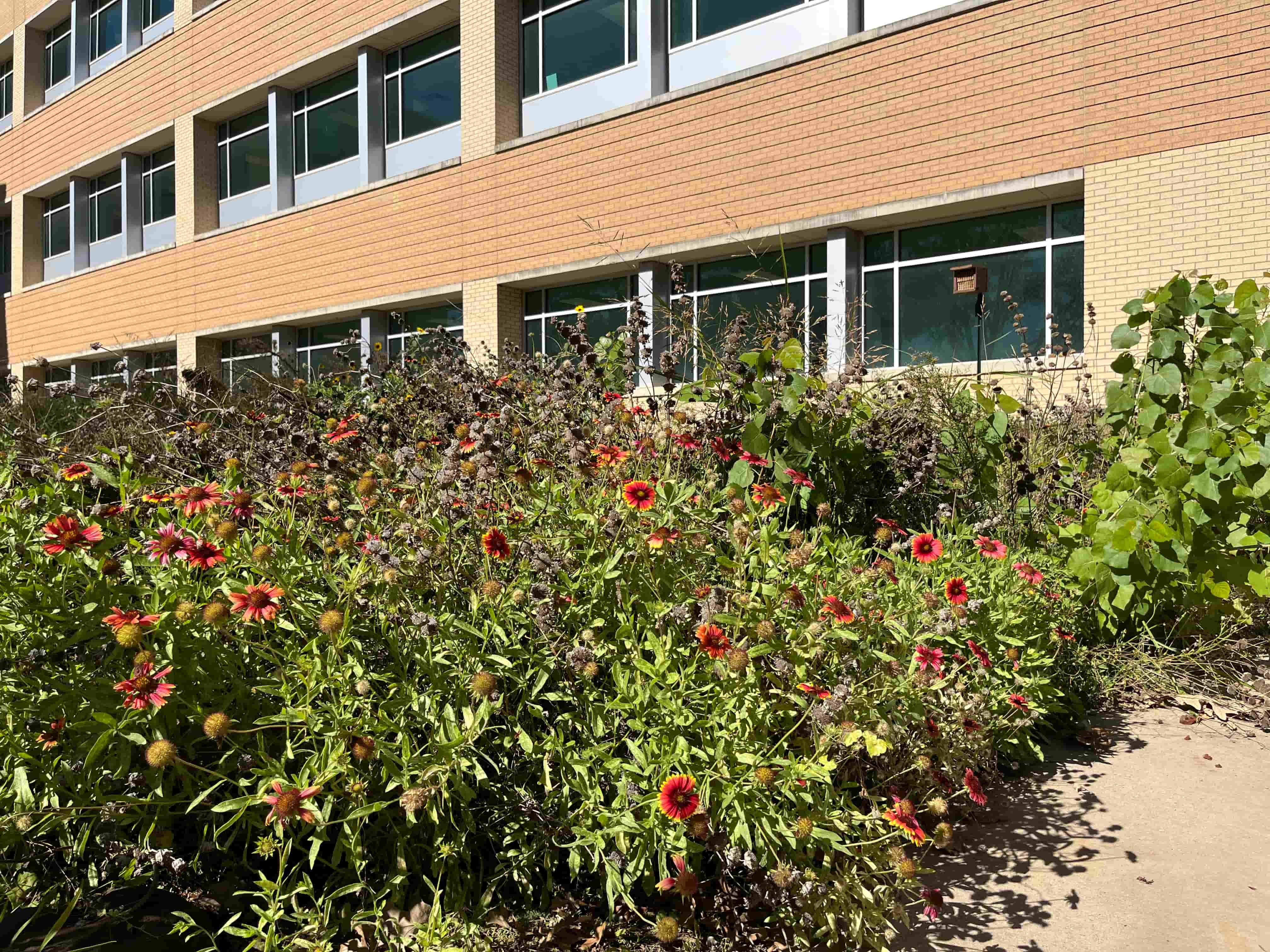 The pollinative plot located next to the Chemistry building