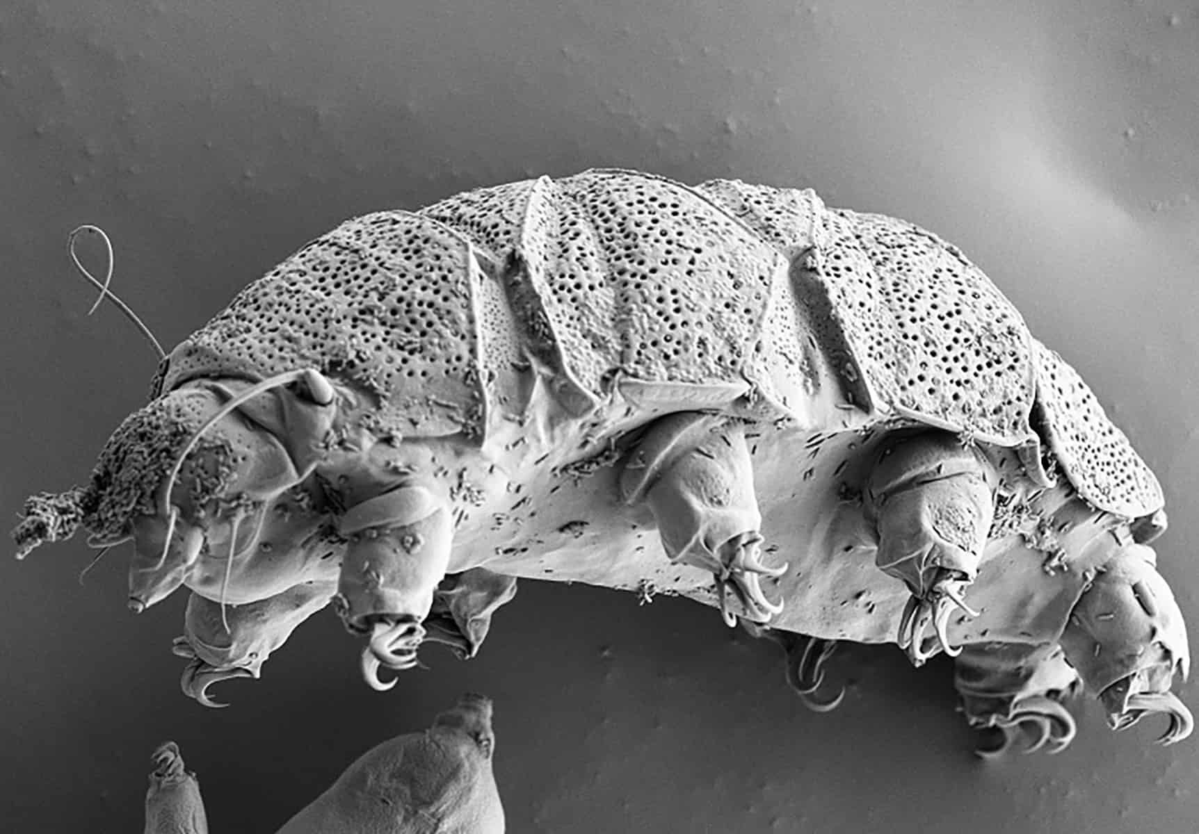 A black-and-white microscope image of a tardigrade