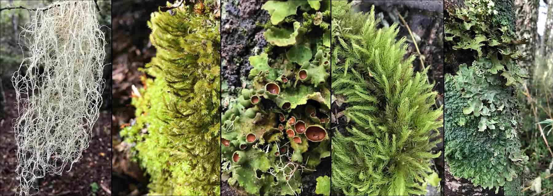 A collage of images of trees, moss, lichens and other plants where tardigrades are found