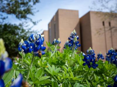 Bees sitting on a flower on campus