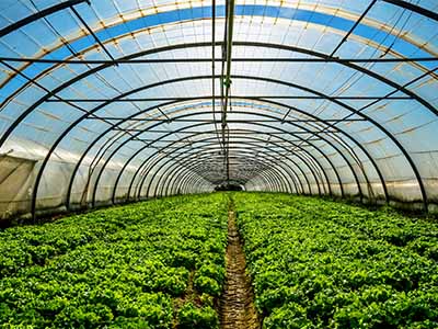 Stock photo of rows of plants in a greenhouse