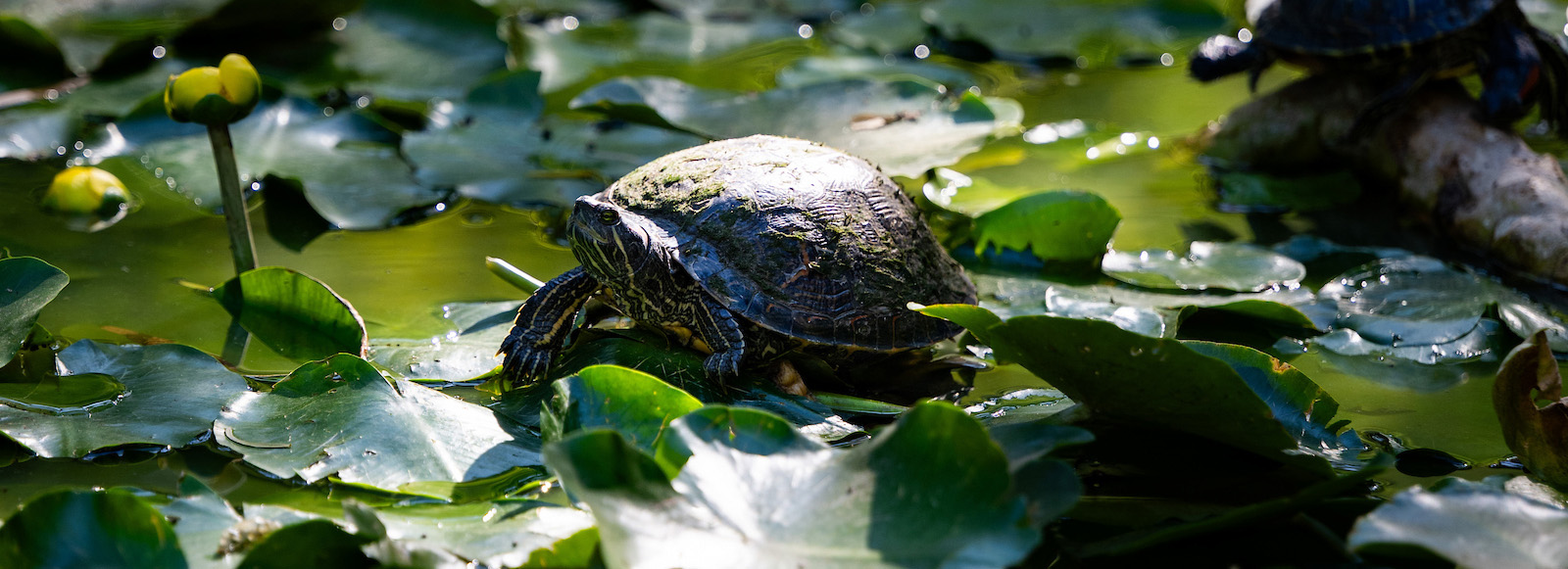 A turtle sits on lily pads on water