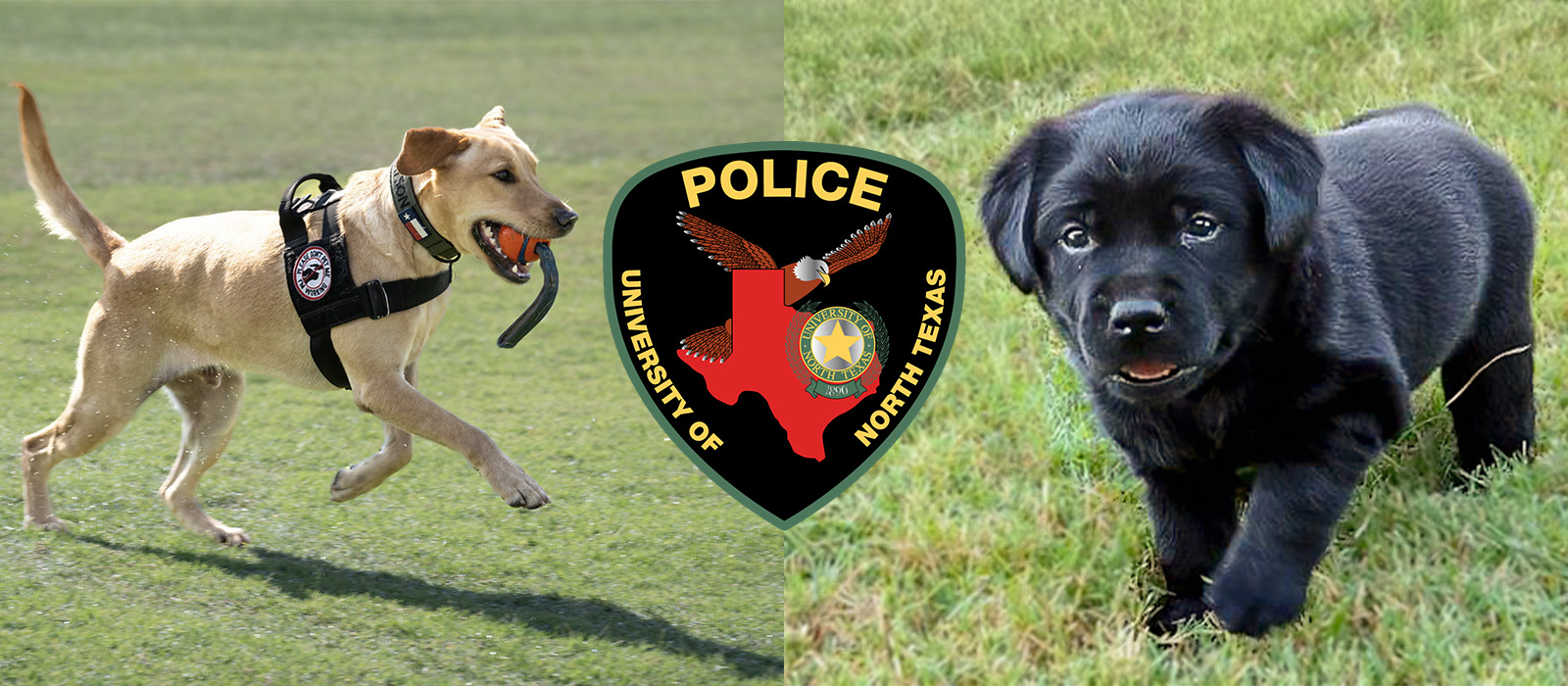 Photos of K-9 Watsons and Clover with the UNT Police badge graphic in the center