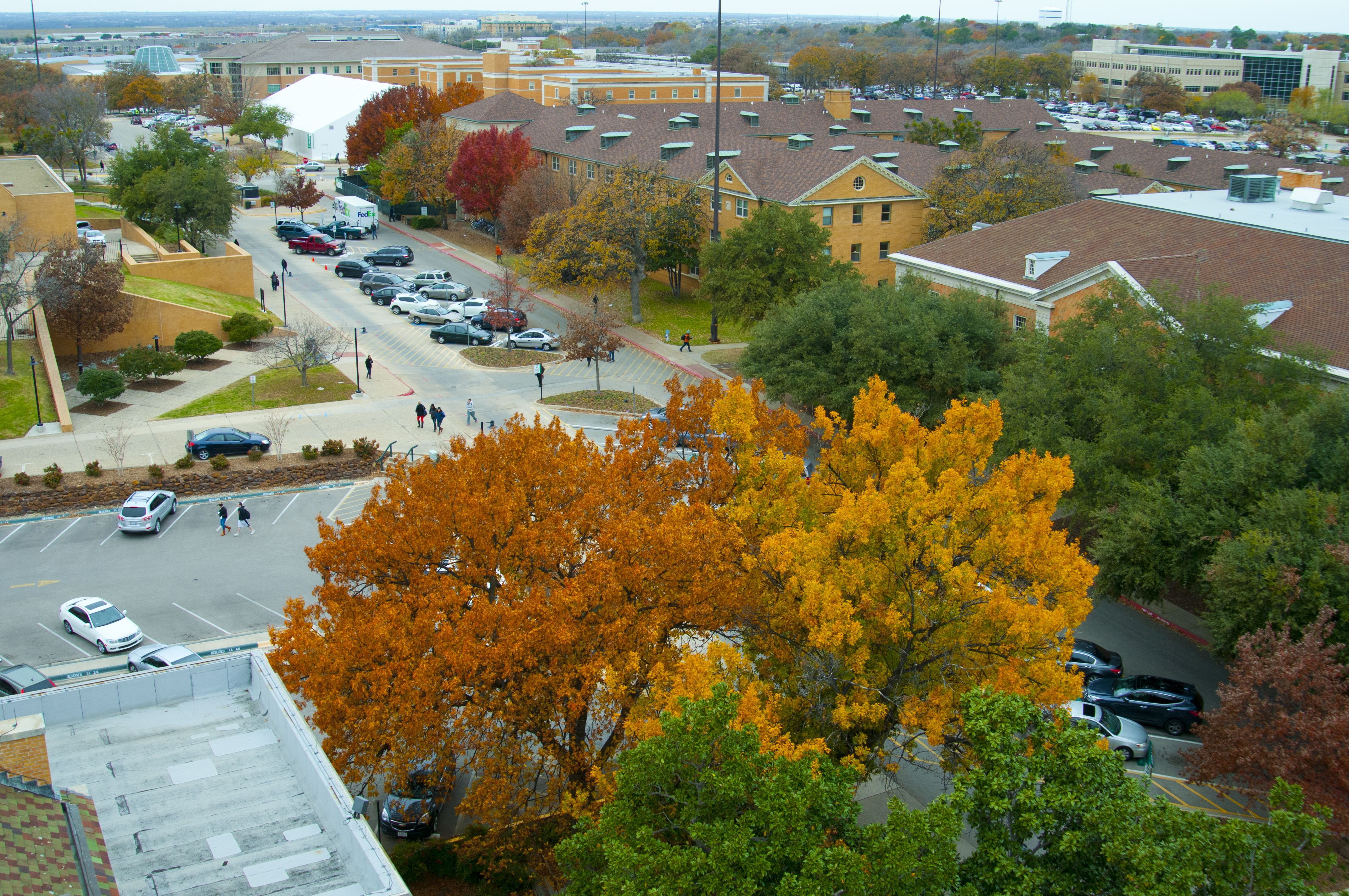 UNT named Tree Campus USA University for ninth consecutive year