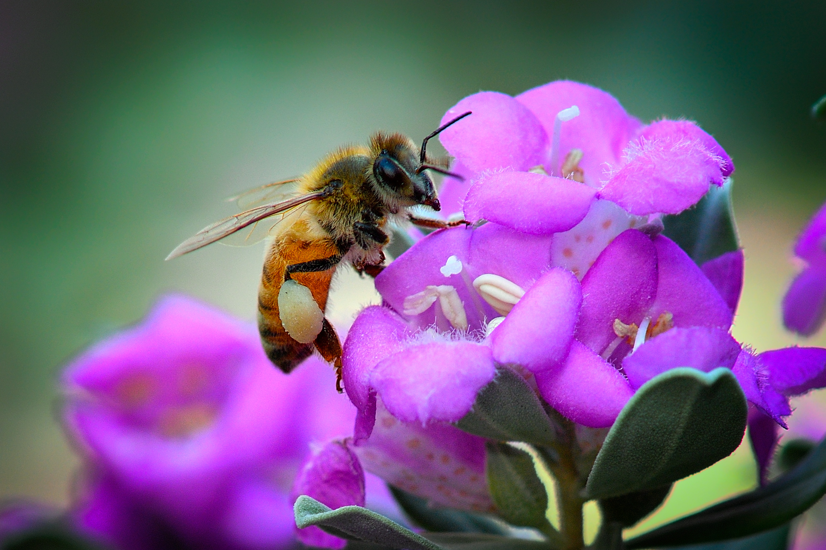 A bee gathers pollen in Denton.
