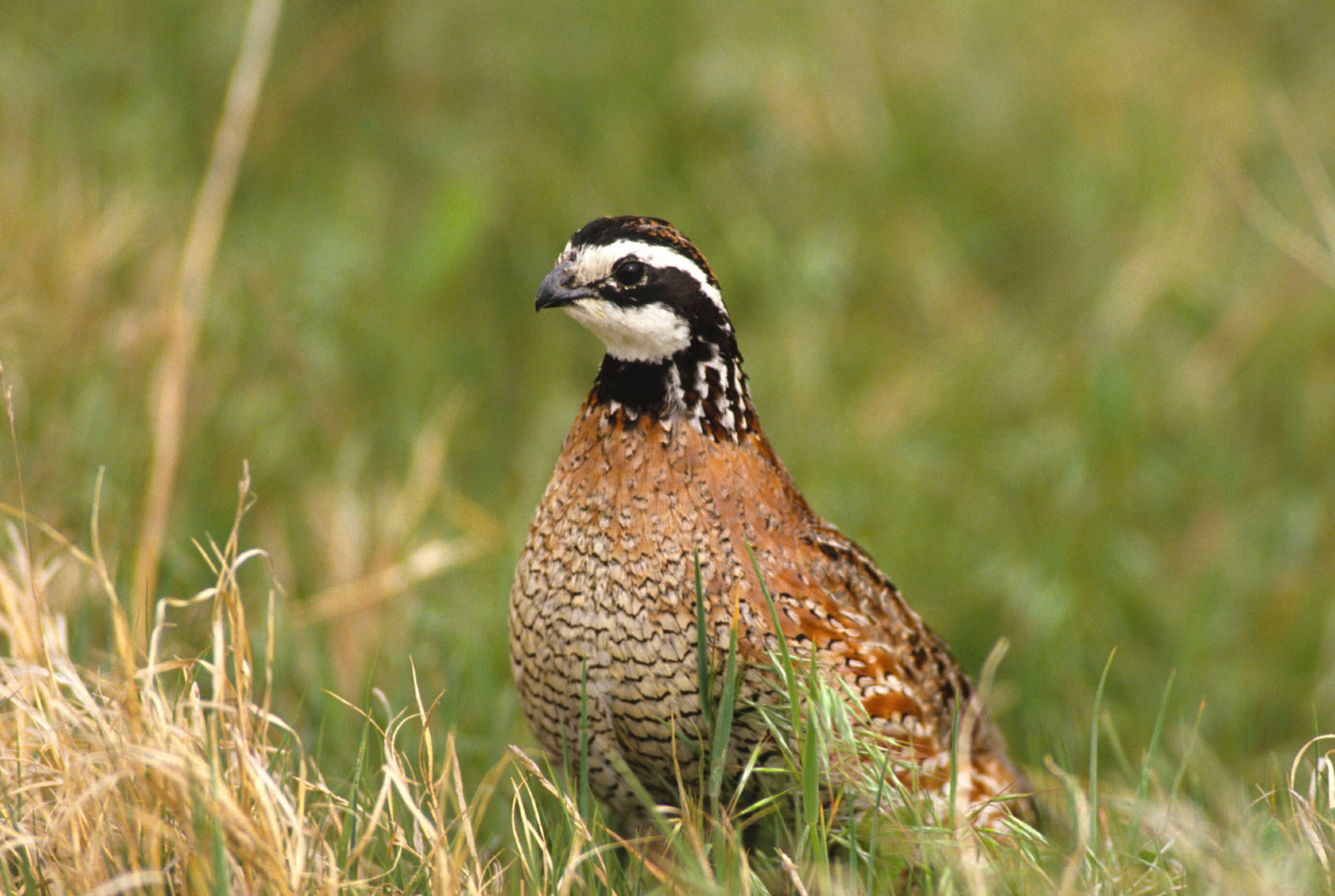 UNT Quail receives funding for conservation research