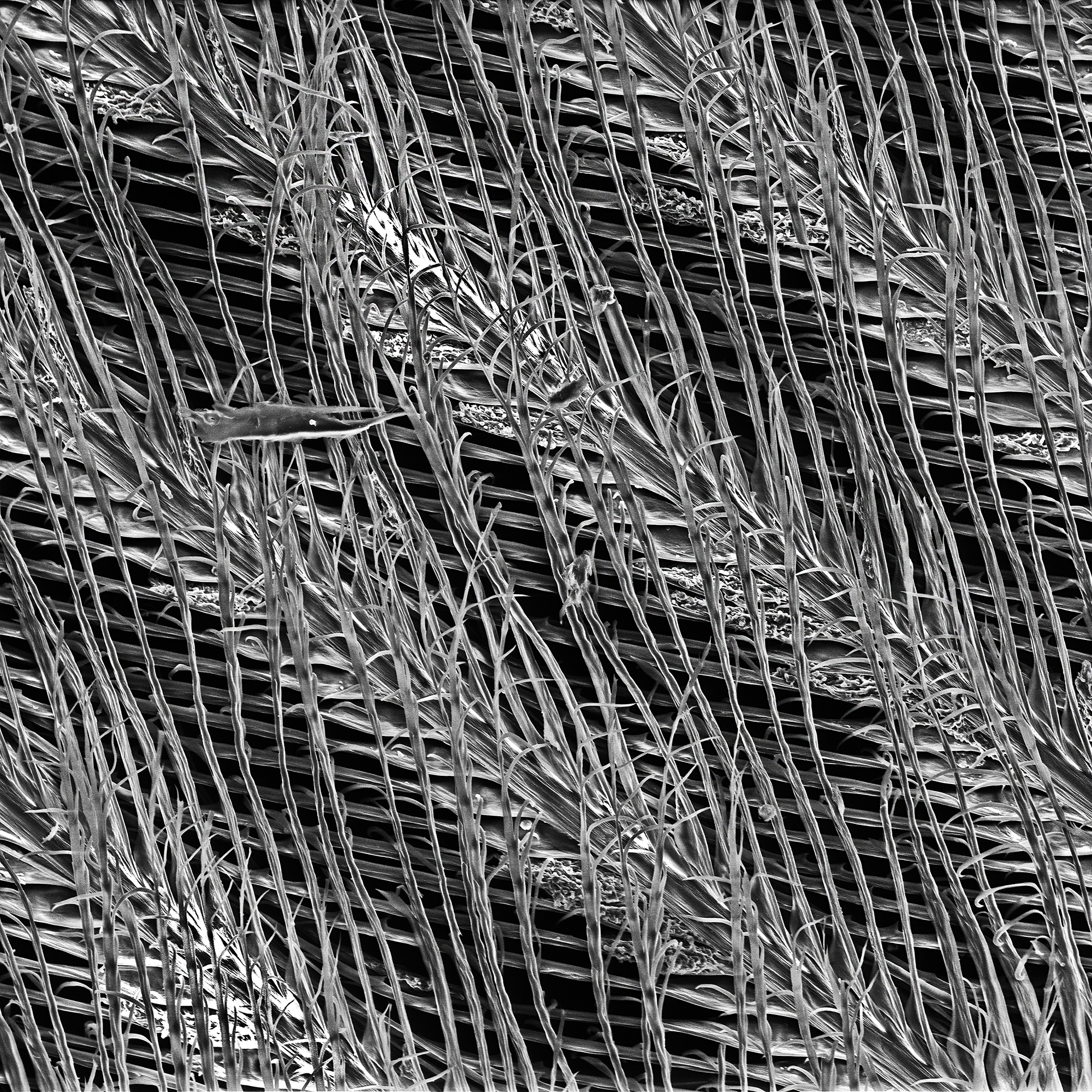 Black Carbon deposits on feather with Scanning Electron Microscope Photo: Anna Lee