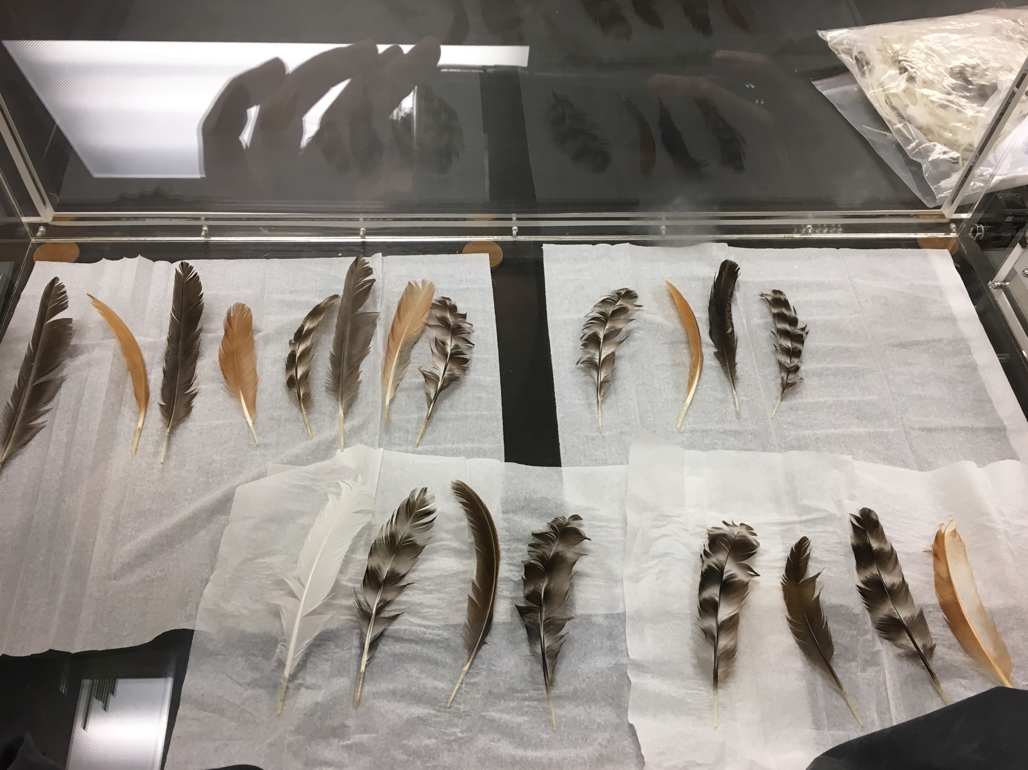 Display of moulted chicken feathers