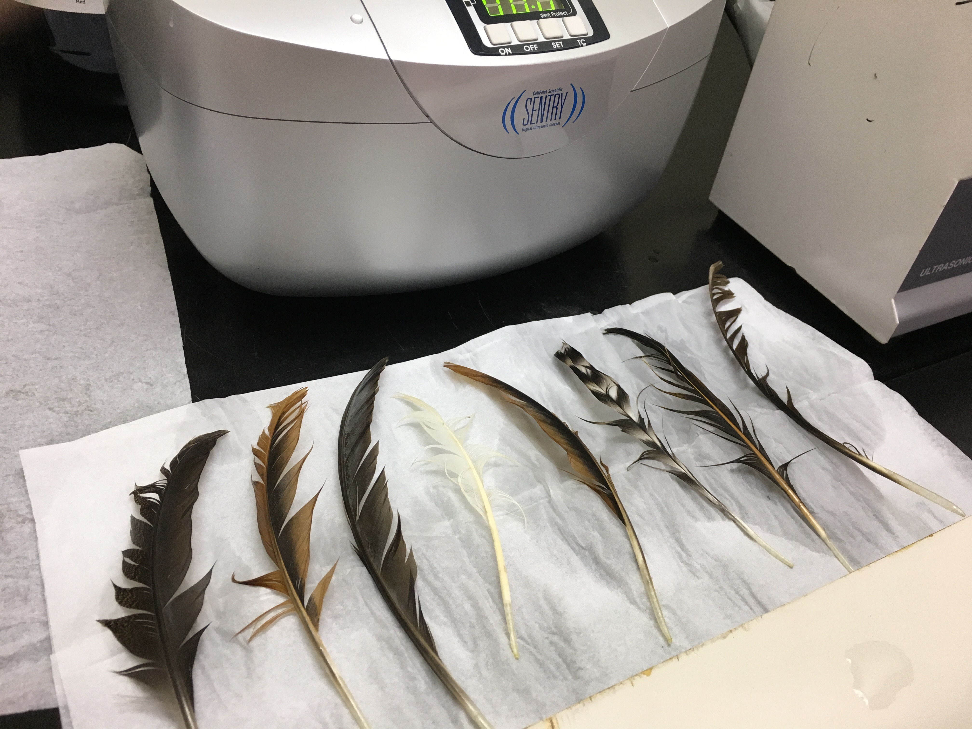 Removing Black Carbon from feathers Photo: Anna Lee