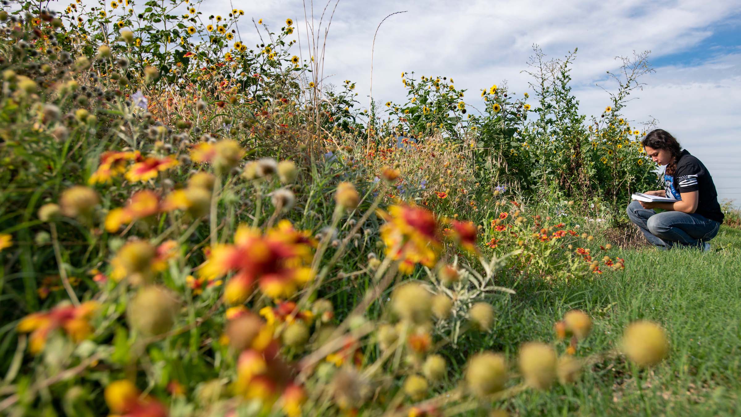New funding to help grow UNT’s Pollinative Prairie