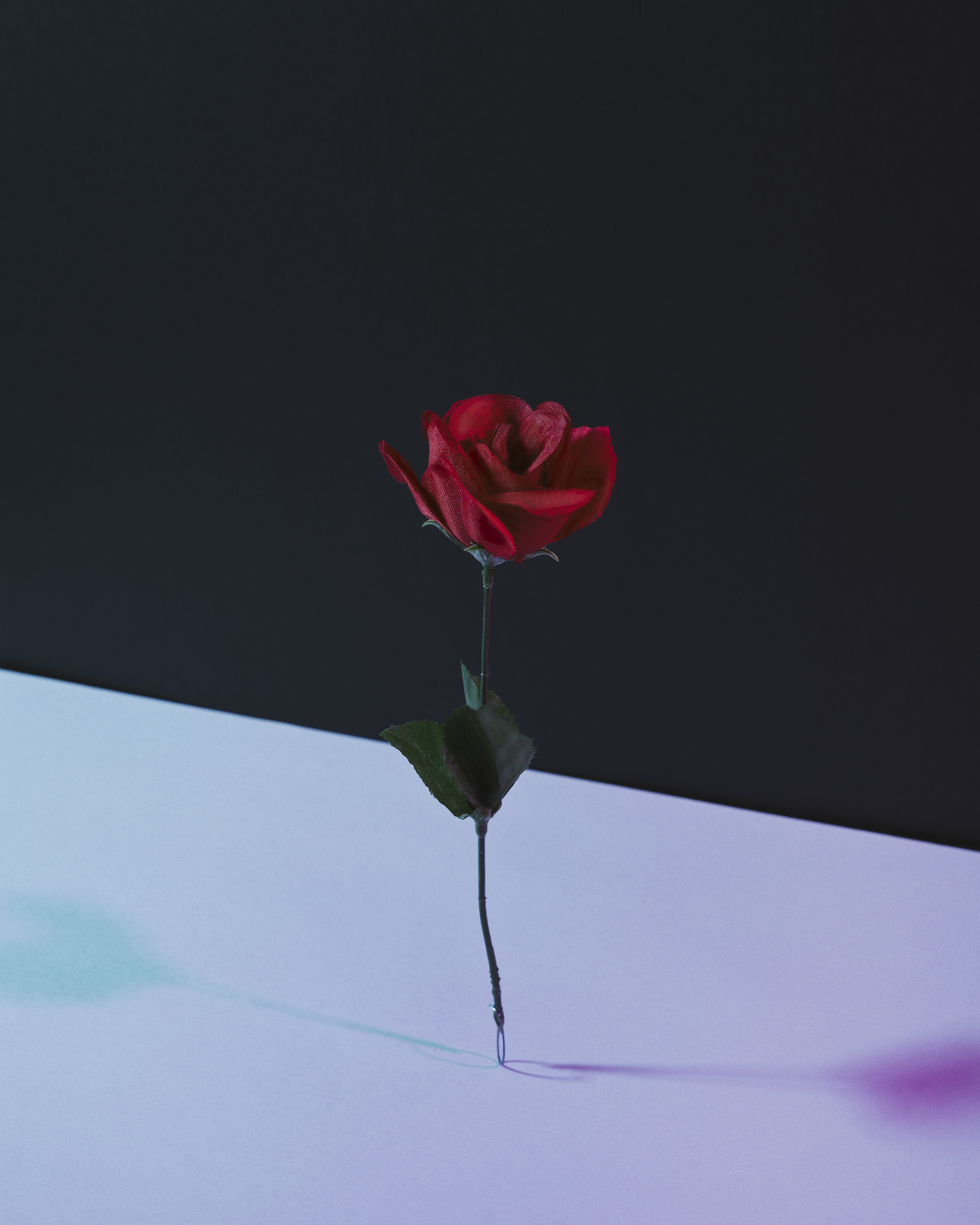 Archival pigment print of a rose on baryta paper by artist and UNT alum Jack Dockins.