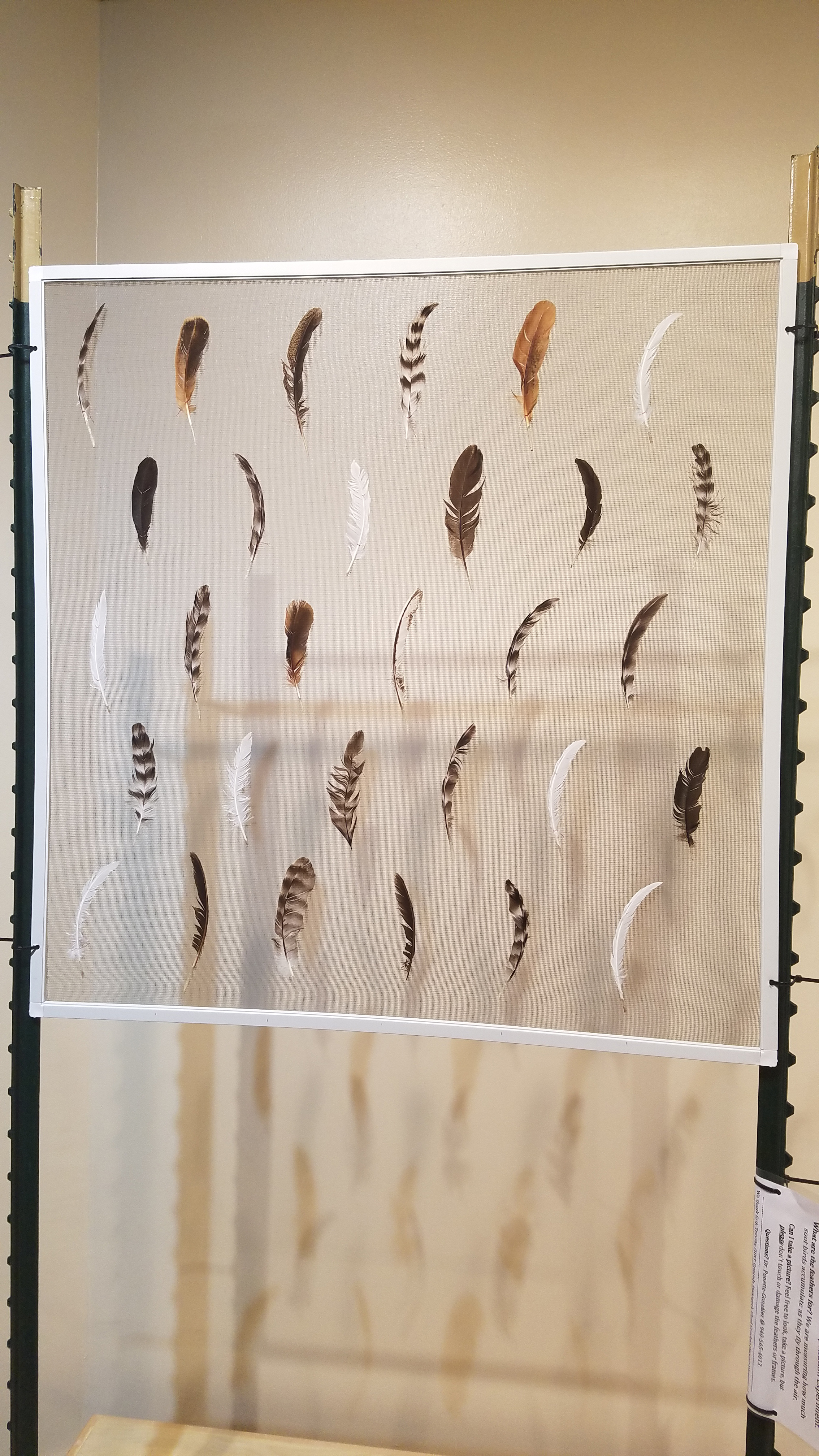 Art meets science: UNT students and faculty combine their talents  to find out what bird feathers reveal about air quality 