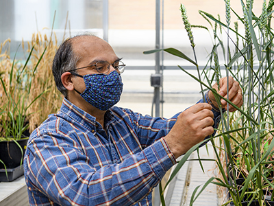 UNT researcher works to tame toxin-producing fungus in wheat plants