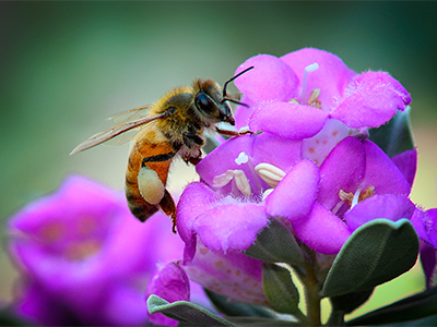 UNT named a Bee Campus for fifth straight year for its efforts to foster pollinator habitat and education